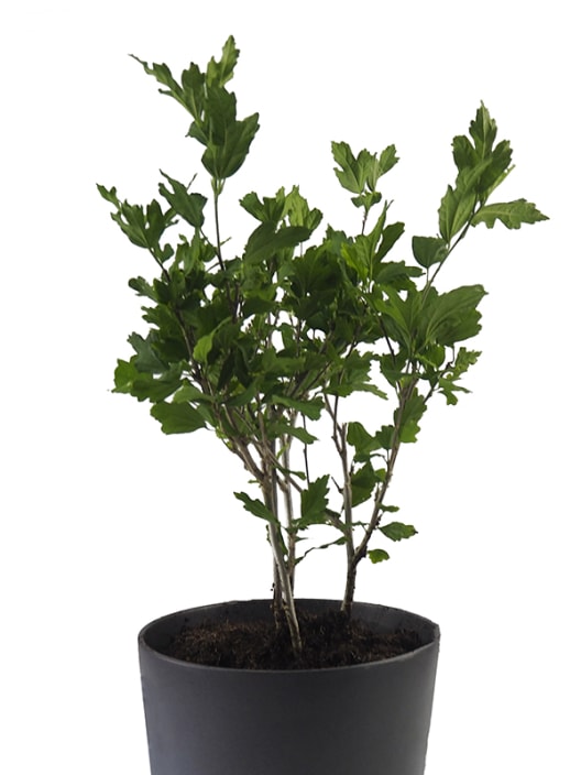 Hibiscus syriacus marina