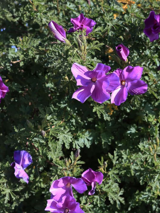 Alyogine huegelii