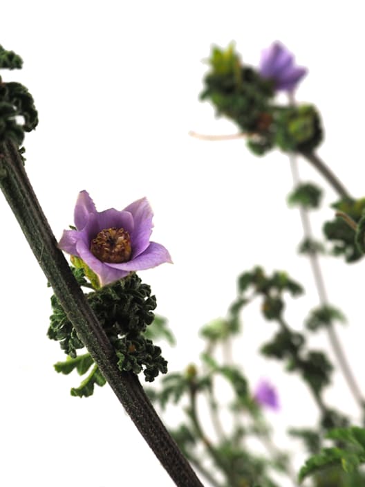 Alyogine huegelii