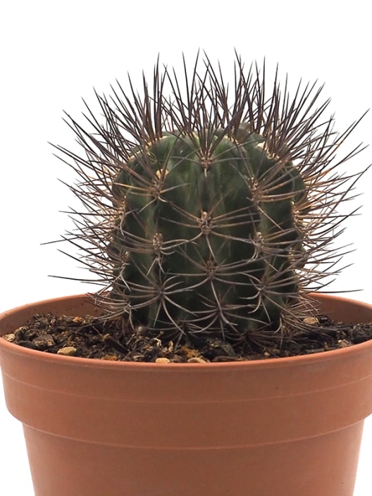 Astrophytum ornatum