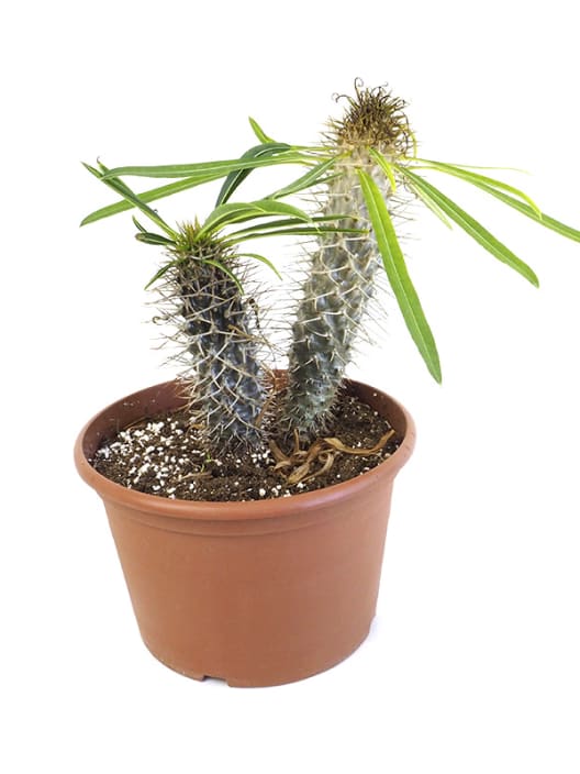Euphorbia loricata