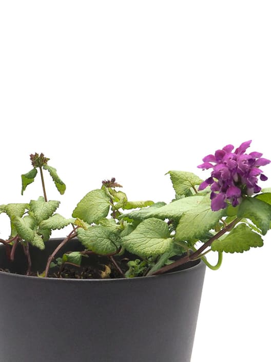 Lamium maculatum mix o falsa ortiga