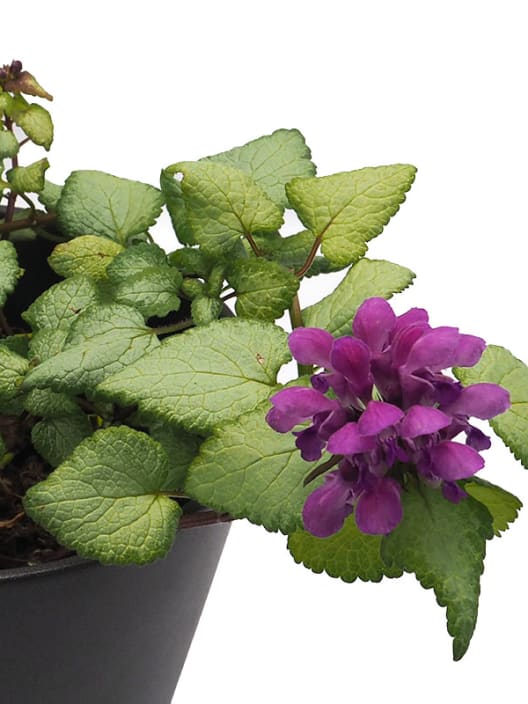 Lamium maculatum mix o falsa ortiga