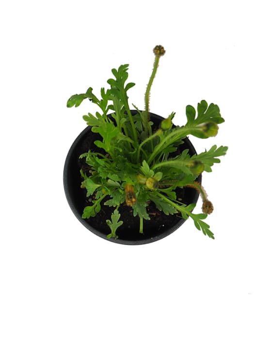 Amapola (papaver nudicaule)