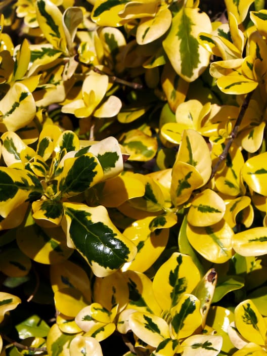Coprosma 'Golden Gem'