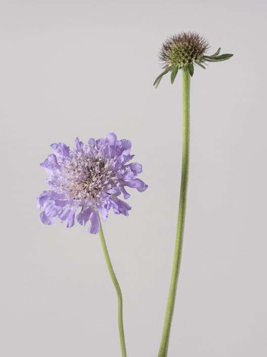 Scabiosa