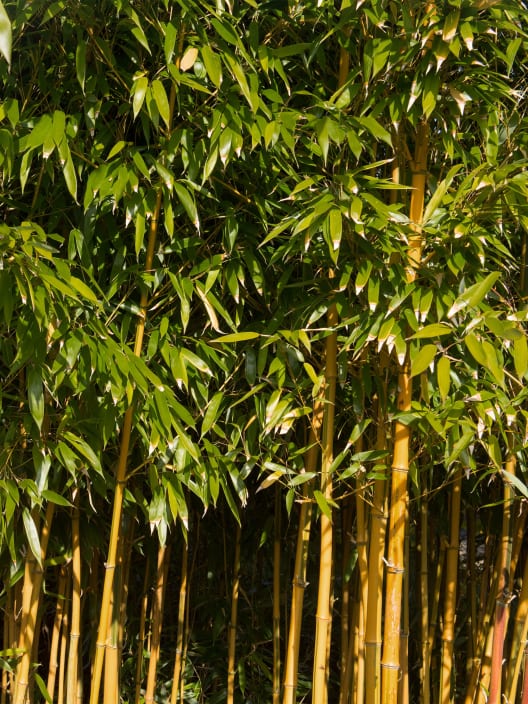 Phyllostachys aureosulcata 'Spectabilis' (Bambú de surco amarillo)