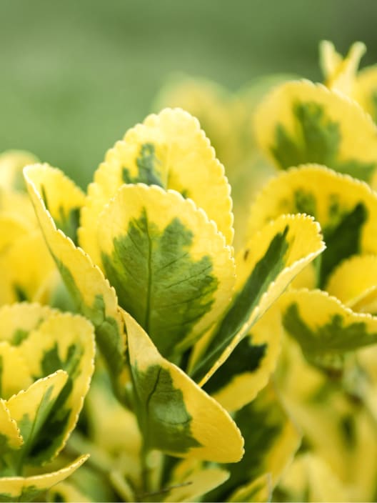 Evónimo dorado - Euonymus japonicus 'Aurea'