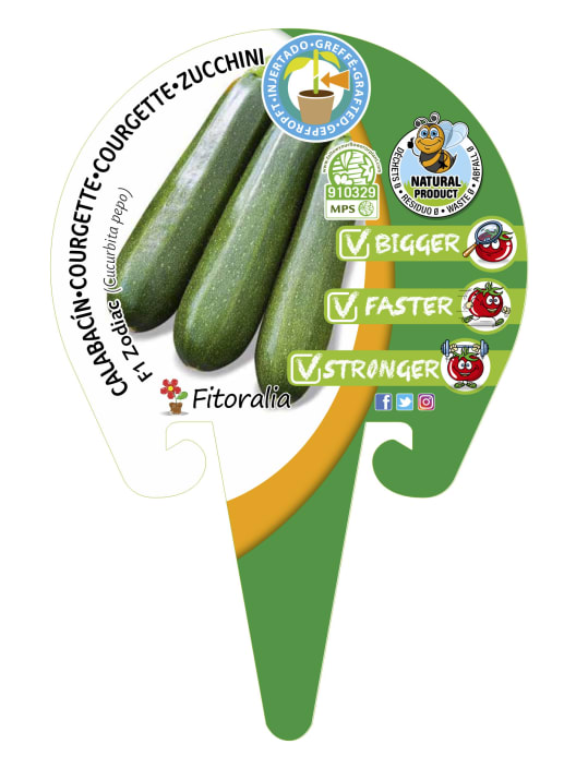 Calabacín Injertado F1 Zodiac - Planta de huerto