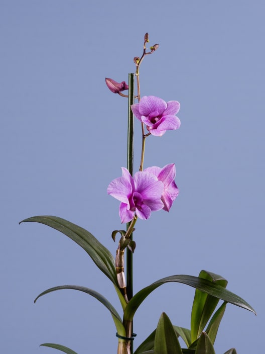 Orquídea Exótica Varios Colores (1 vara)