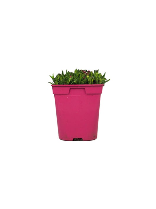 Delosperma cooperi