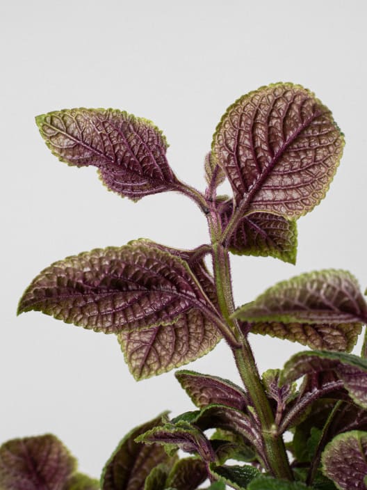 Plectranthus verticillatus - Planta del Dinero