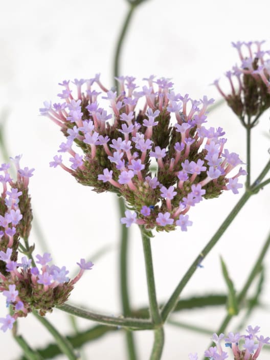 Verbena bonariensis
