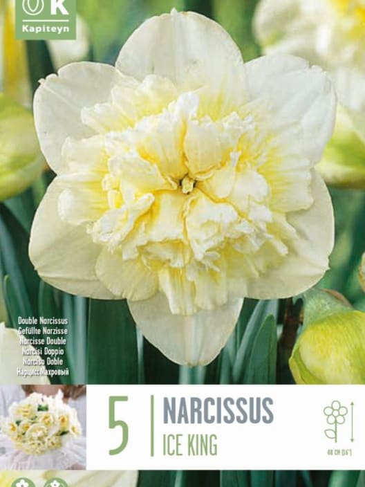 Bulbos de Narcissus 'Ice King'
