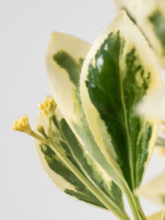 Evónimo Bravo en árbol - Euonymus japonicus 'Bravo'