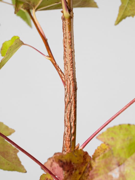 Árbol del ambar (liquidambar styraciflua)