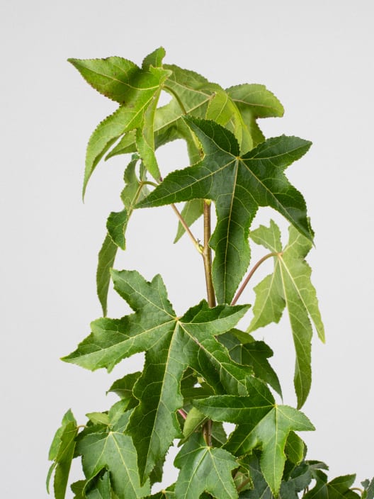 Árbol del ambar (liquidambar styraciflua)