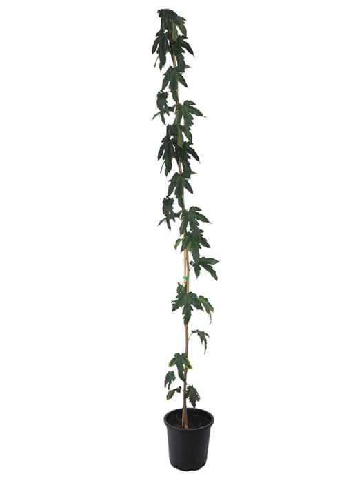 Morus alba 'Fruitless'