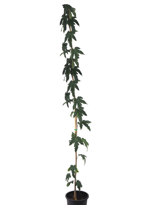Morus alba 'Fruitless'