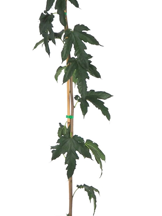 Morus alba 'Fruitless'
