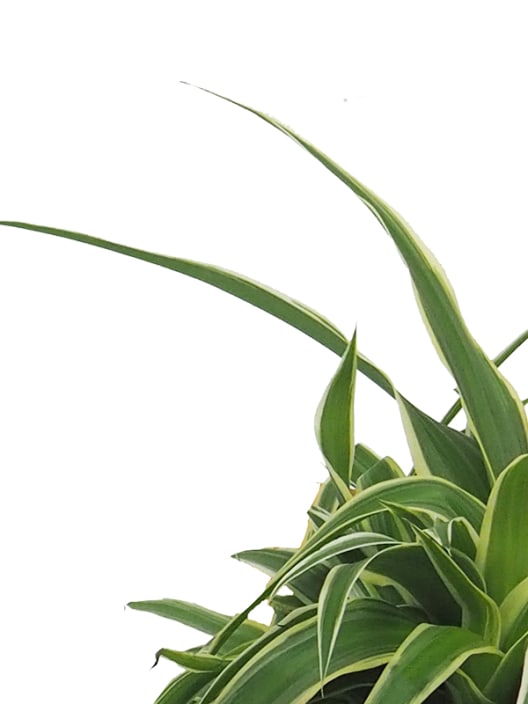 Chlorophytum clorofito (especies variadas)