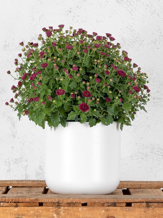 Crisantemo de Bola Rosa