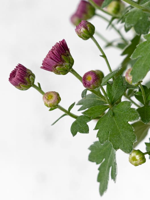 Crisantemo de Bola Rosa