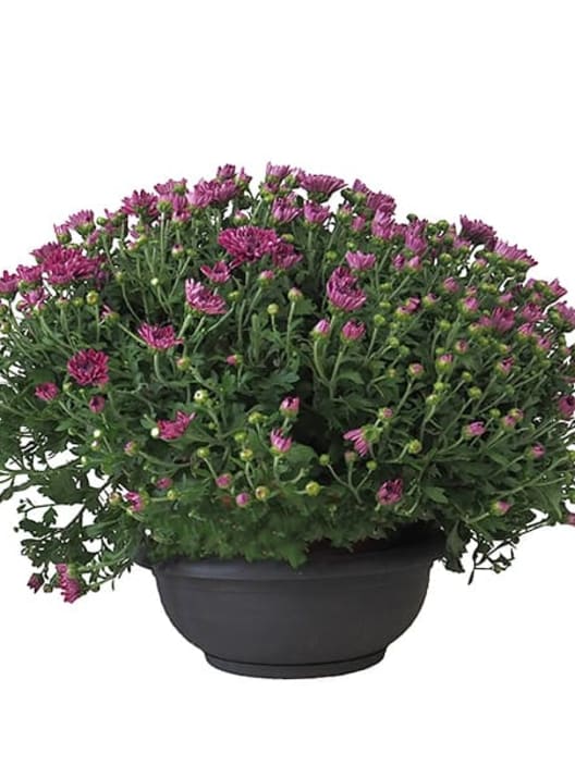 Crisantemo de Bola Rosa