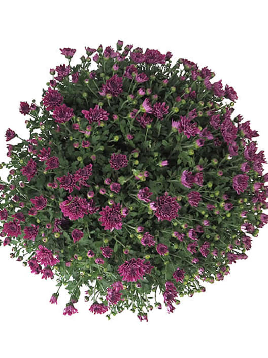 Crisantemo de Bola Rosa