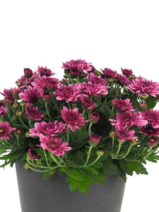 Crisantemo de Bola Rosa