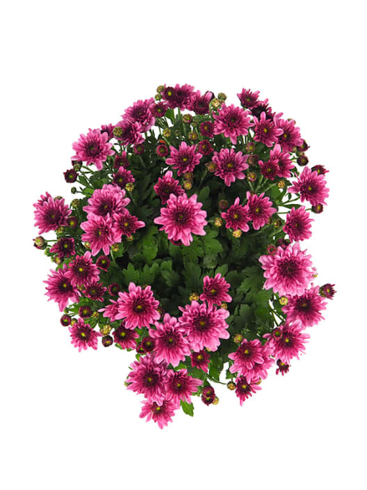 Crisantemo de Bola Rosa