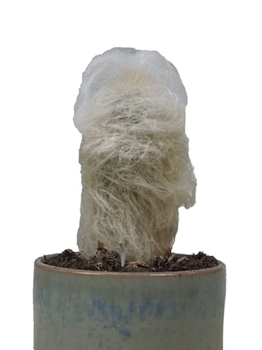 Espostoa lanata