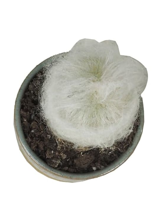 Espostoa lanata