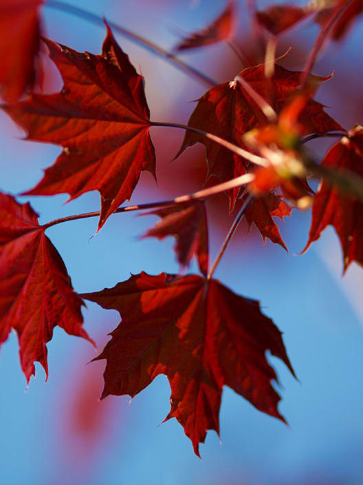 Acer platanoides 'Crimson King'