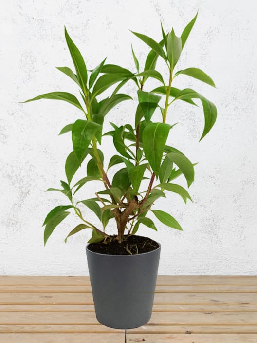 Antorchasis (myoporum)