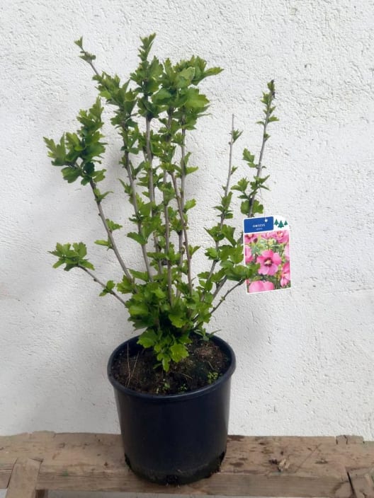 Hibiscus syriacus 'Pink Giant'
