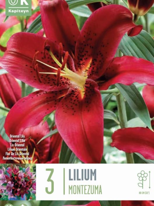 Bolsa 3 bulbos lilium montezuma