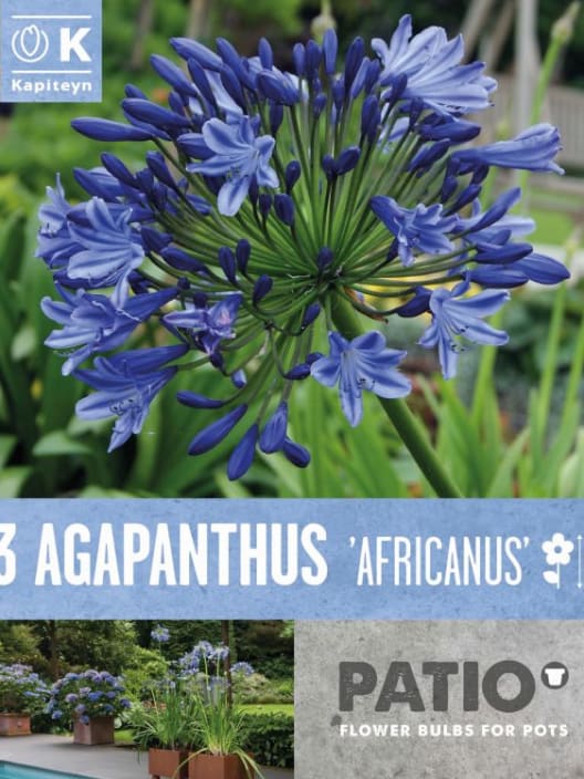 Bulbos Agapanto africanus morado 3uds