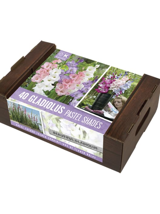 Caja 8 bulbos gladiolos variados