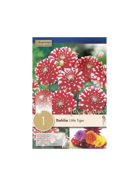 Bulbos de Dahlia 'Little Tiger'