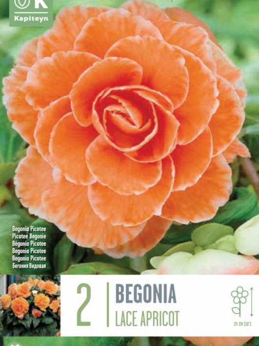 Bulbos begonia lace apricot naranja 2uds