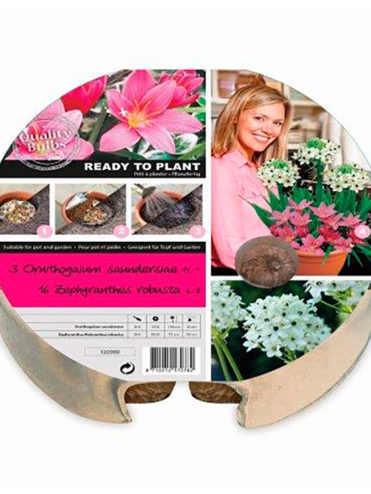Caja 19 bulbos ornithogalum y zephyranthes