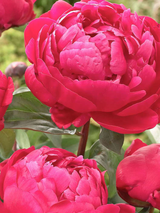 Peonia china (paeonia lactiflora)