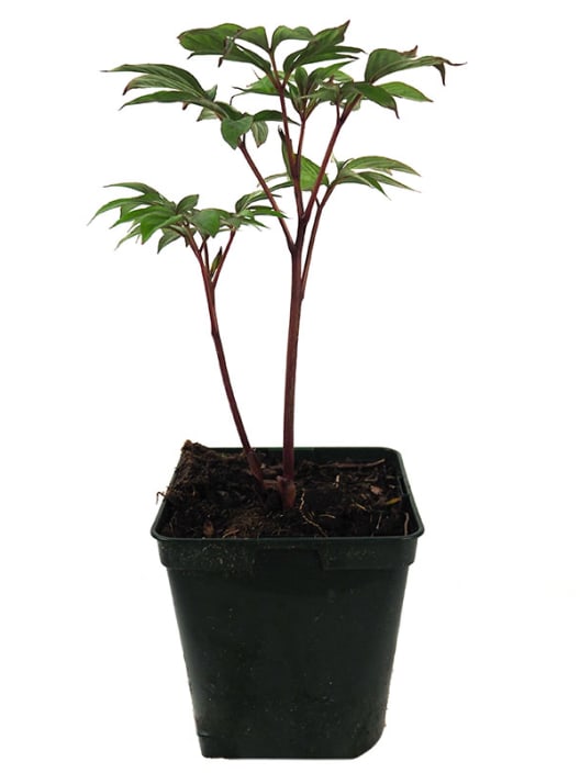 Peonia china (paeonia lactiflora)