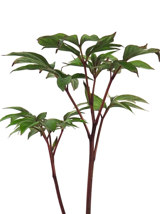 Peonia china (paeonia lactiflora)