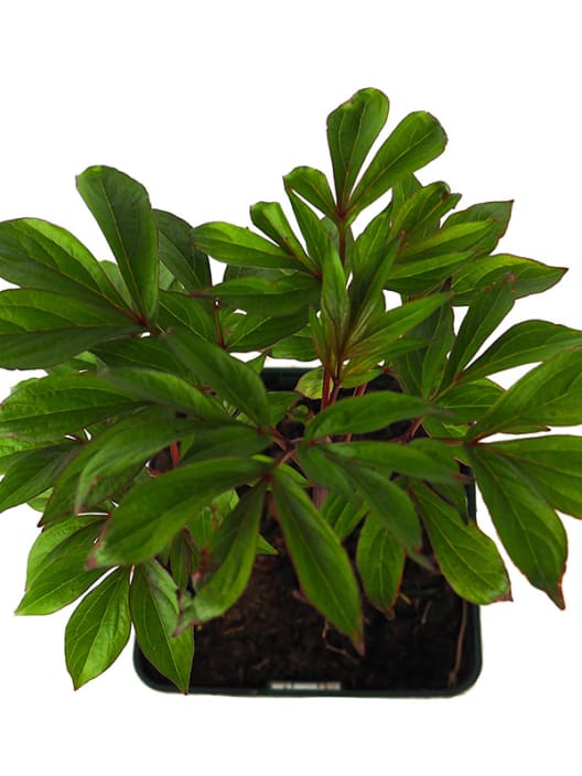 Peonia china (paeonia lactiflora)