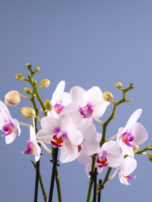 Orquídea Premium Phalaenopsis 'Boquetto Romántico'