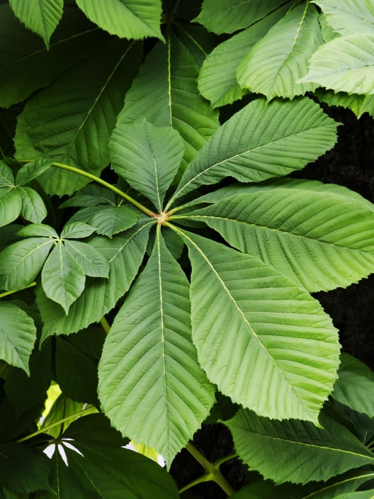 Aesculus hippocastanum (Castaño de las indias)