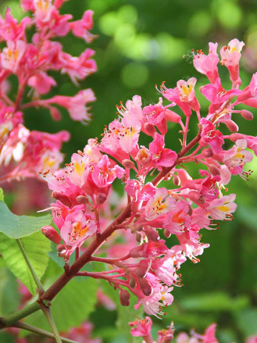 Aesculus x carnea 'Briotii' (Castaño de las indias rojo)