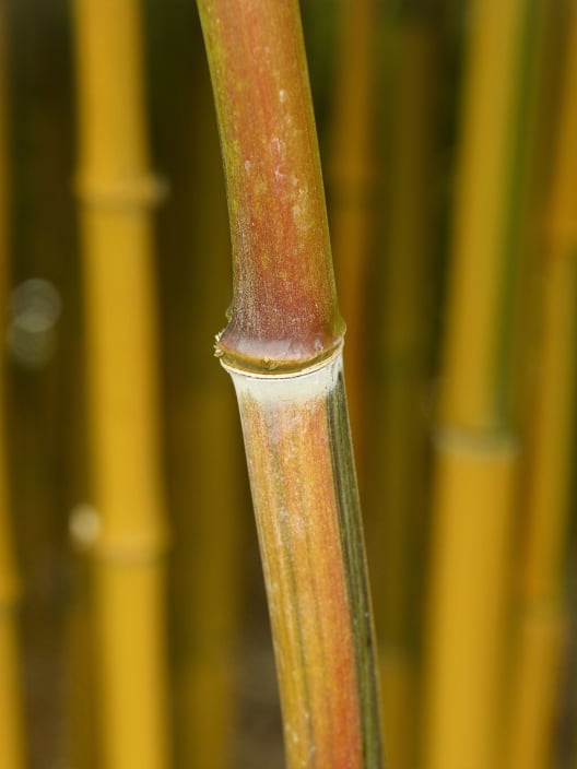 Phyllostachys aureosulcata 'Spectabilis' (Bambú de surco amarillo)